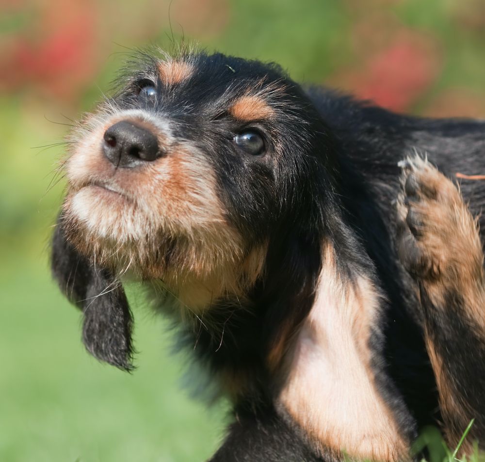 Are You Drugging Your Dog?